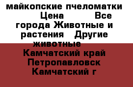  майкопские пчеломатки F-1  › Цена ­ 800 - Все города Животные и растения » Другие животные   . Камчатский край,Петропавловск-Камчатский г.